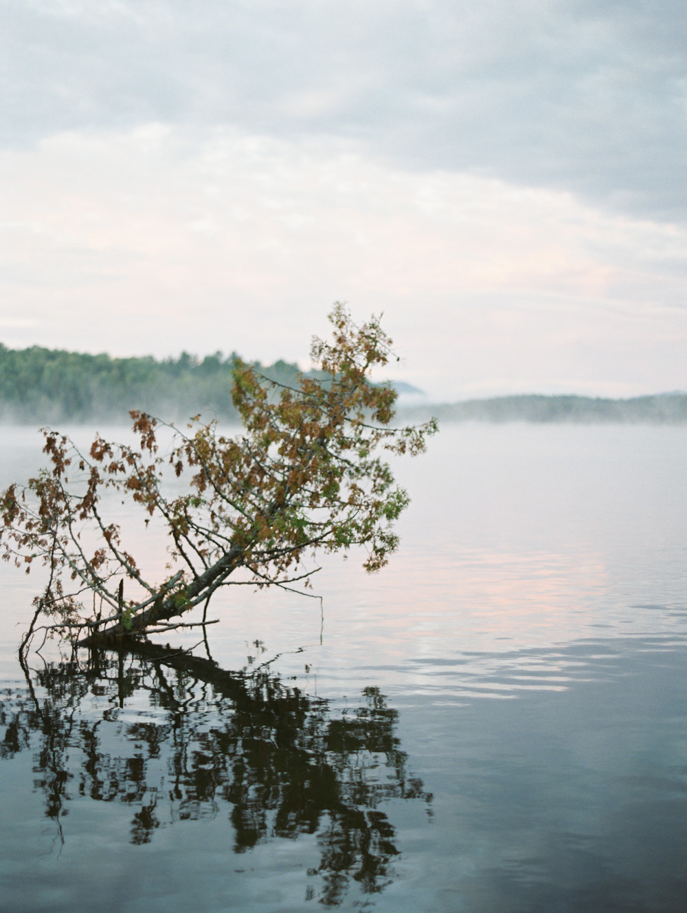 tree leaning out over lake in Adirondacks Saranac Lake, New York Mary Dougherty Photography