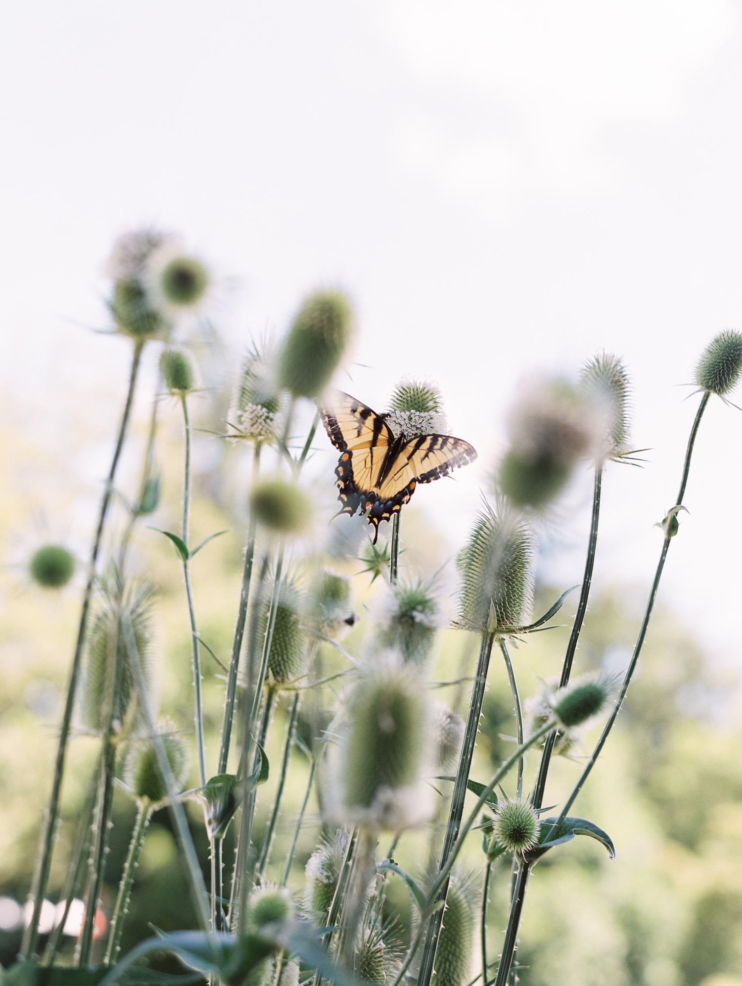 butterfly lands on thistle at blue hill farm NY wedding | photographed by Mary Dougherty 