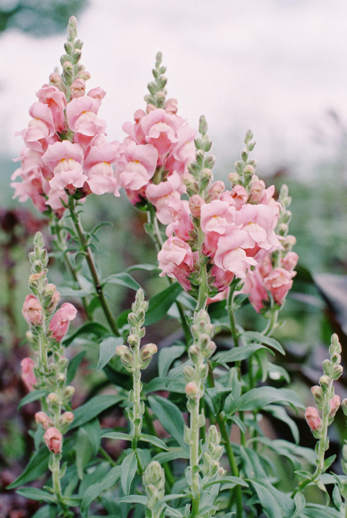 pink snapdragons in the garden | Mary Dougherty 